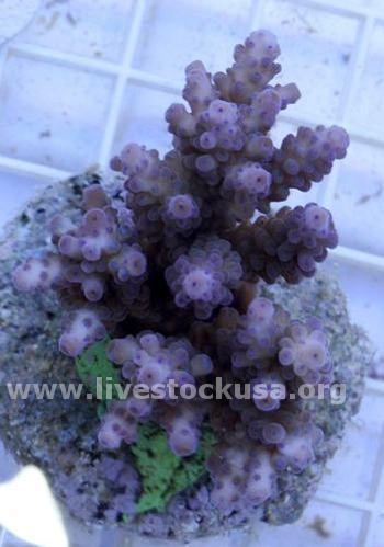 Bali Acropora