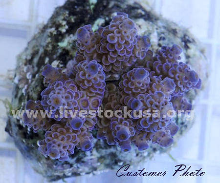 Bali Acropora