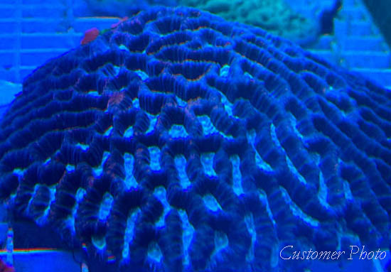 Fiji Coral