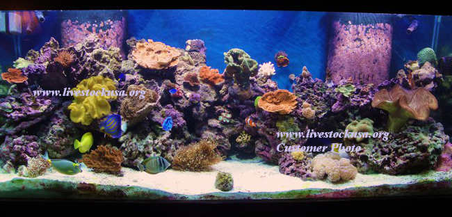 Customer Reef Tank