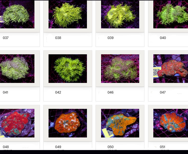 Kupang Corals