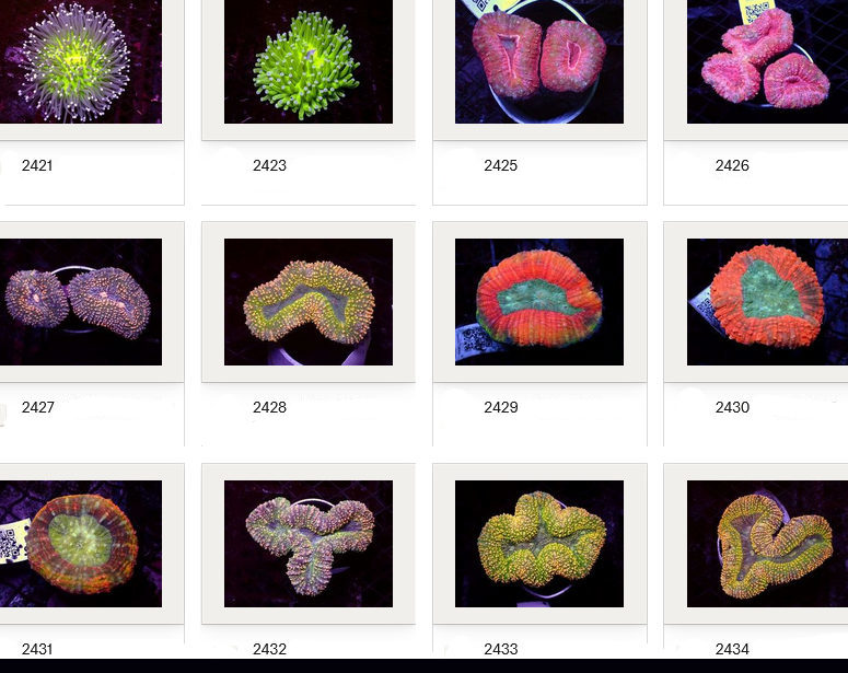 Kupang Corals