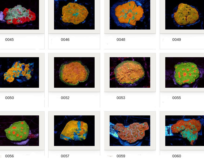 Kupang Corals