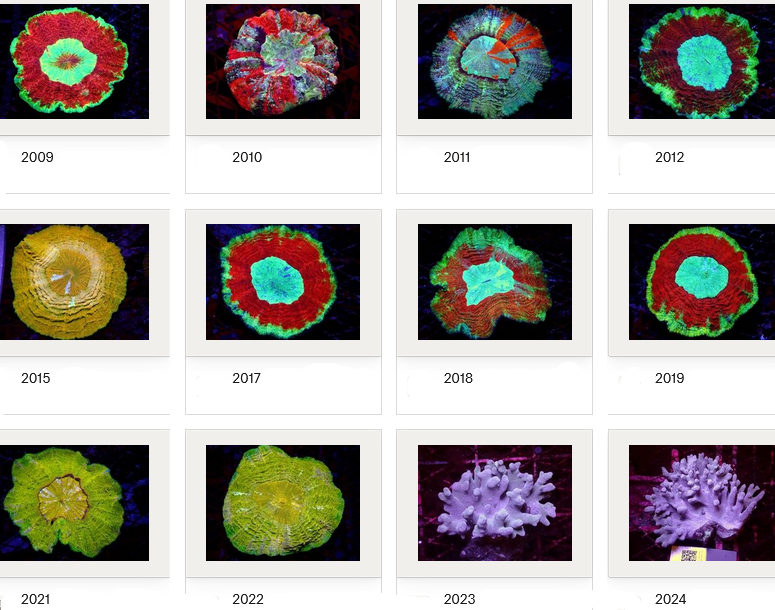 Kupang Corals