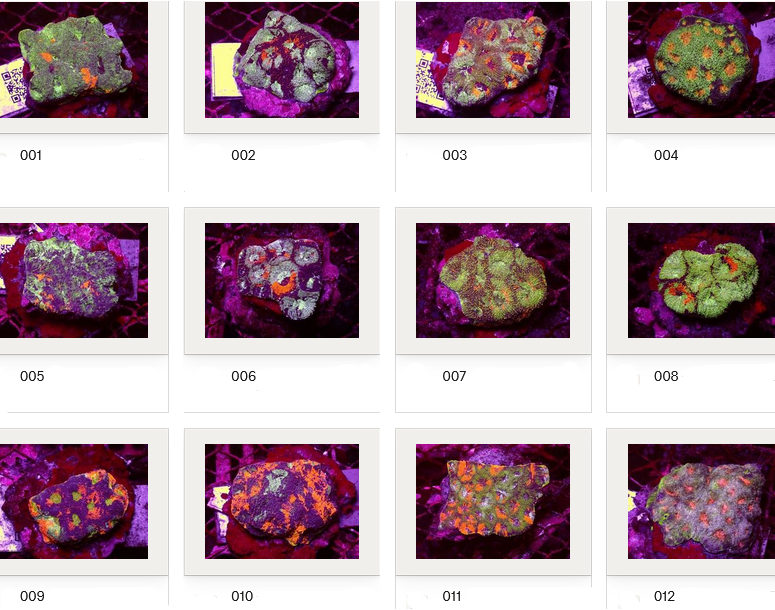 Kupang Corals