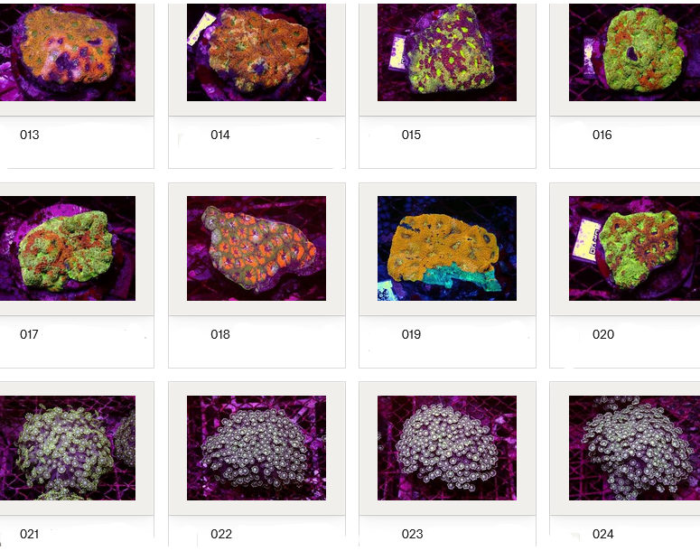 Kupang Corals