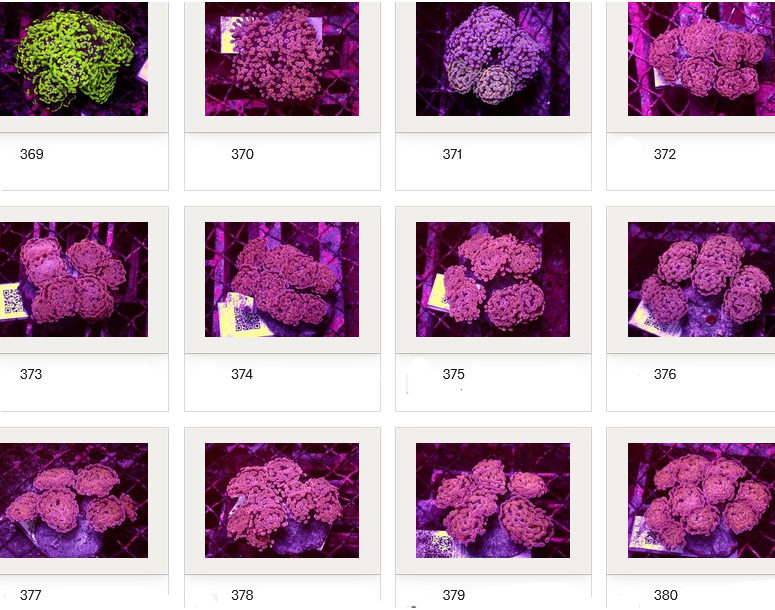 Kupang Corals