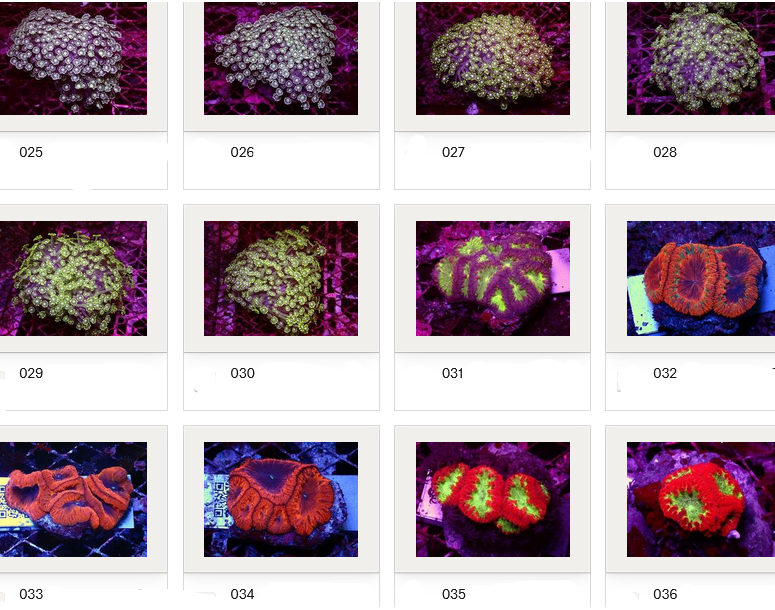 Kupang Corals
