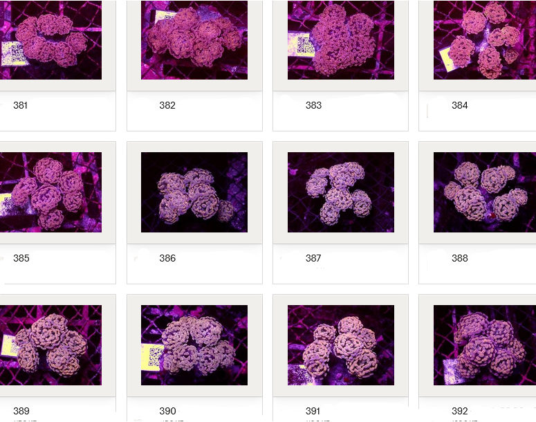 Kupang Corals