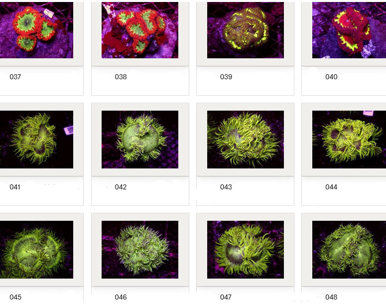 Kupang Corals