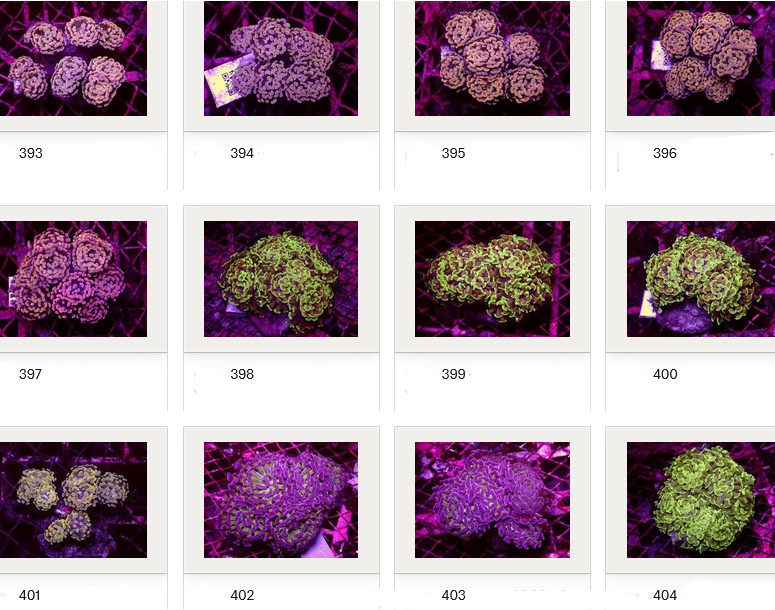 Kupang Corals