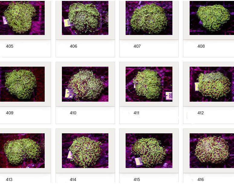 Kupang Corals
