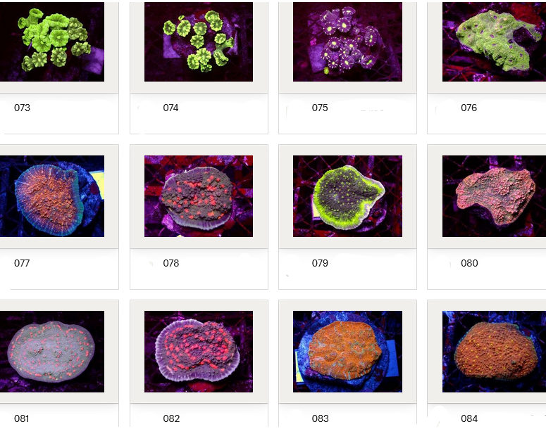 Kupang Corals