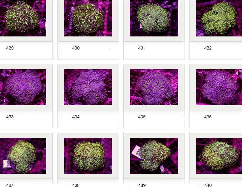 Kupang Corals