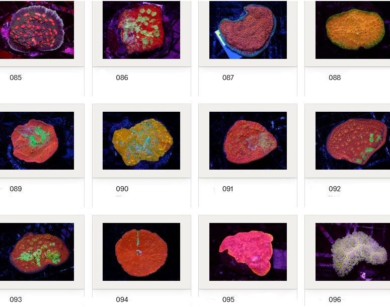 Kupang Corals