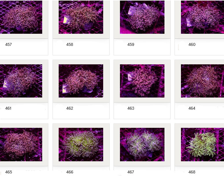 Kupang Corals