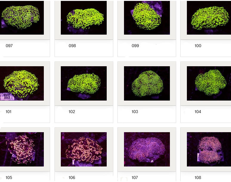 Kupang Corals