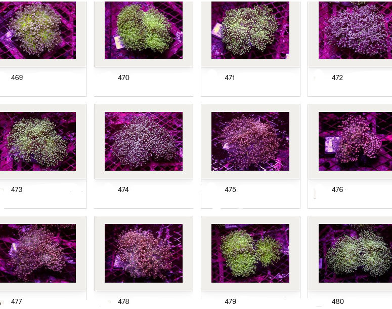 Kupang Corals