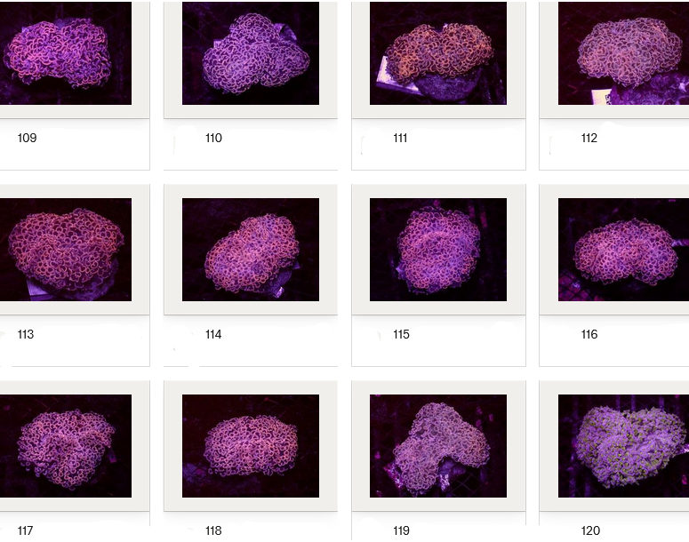 Kupang Corals
