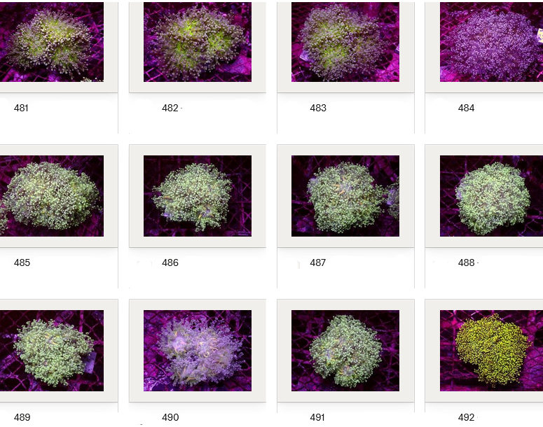 Kupang Corals