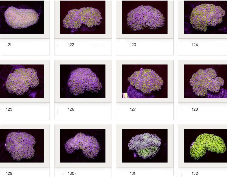 Kupang Corals
