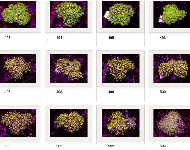 Kupang Corals