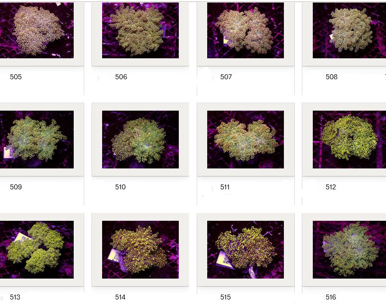 Kupang Corals