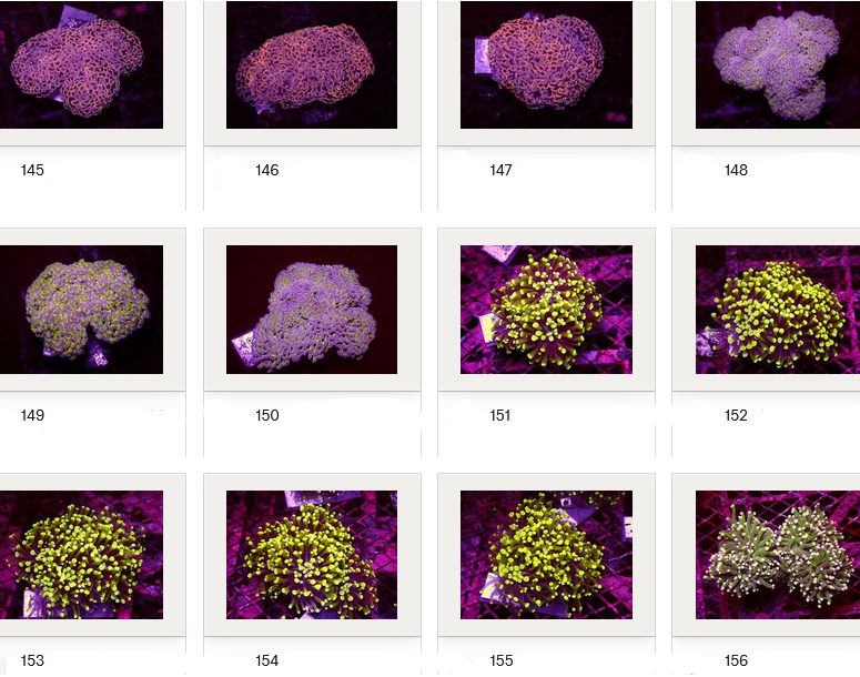 Kupang Corals
