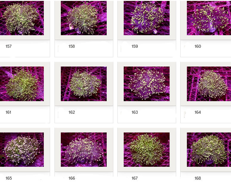 Kupang Corals