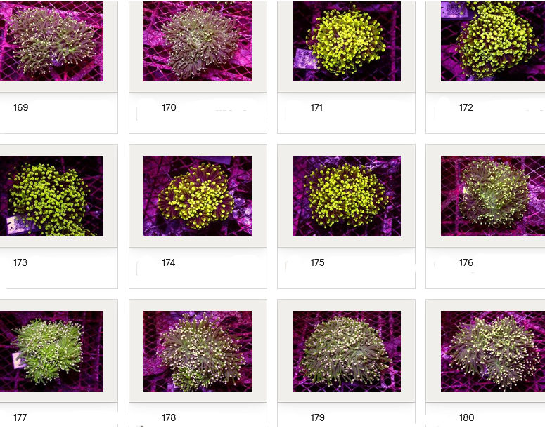 Kupang Corals