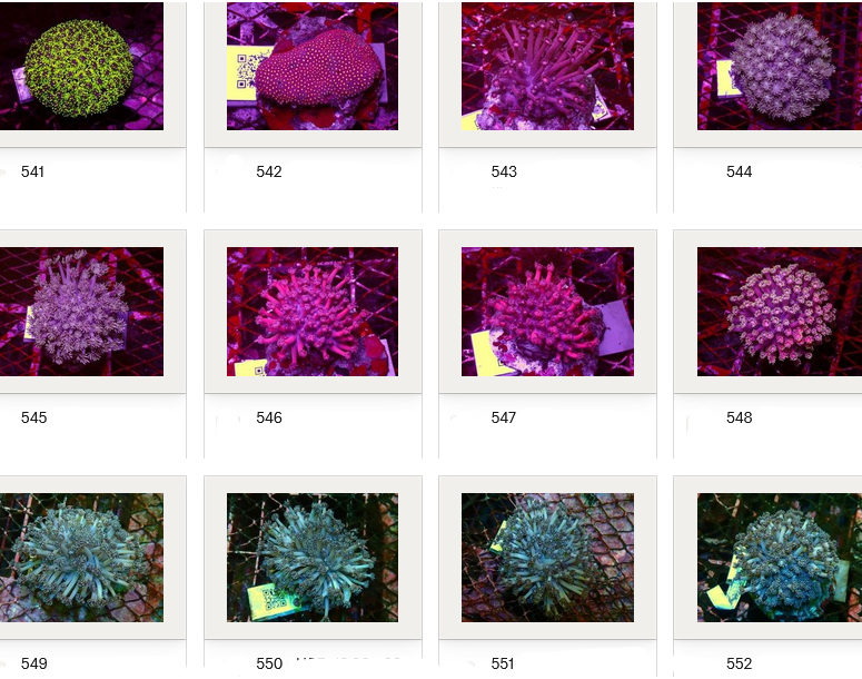 Kupang Corals