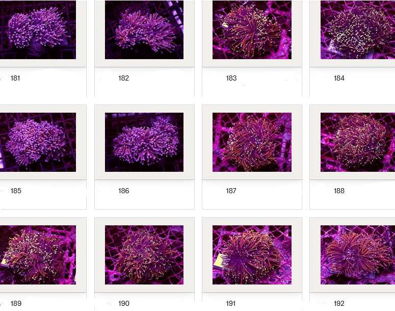 Kupang Corals