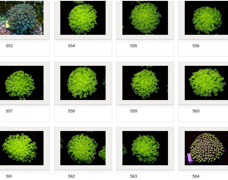 Kupang Corals
