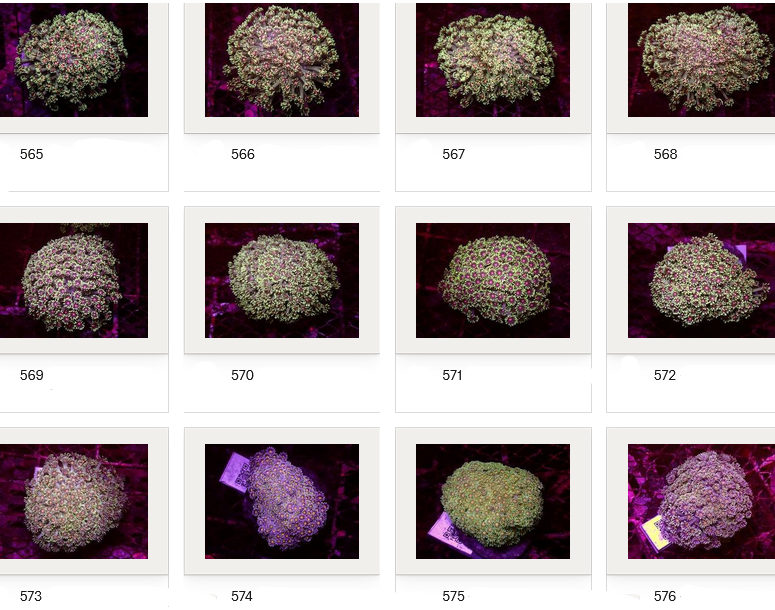Kupang Corals