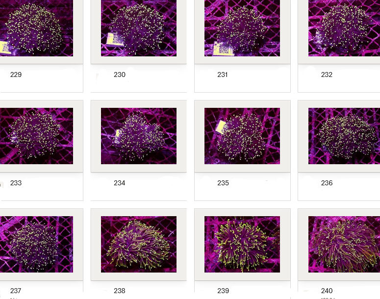 Kupang Corals
