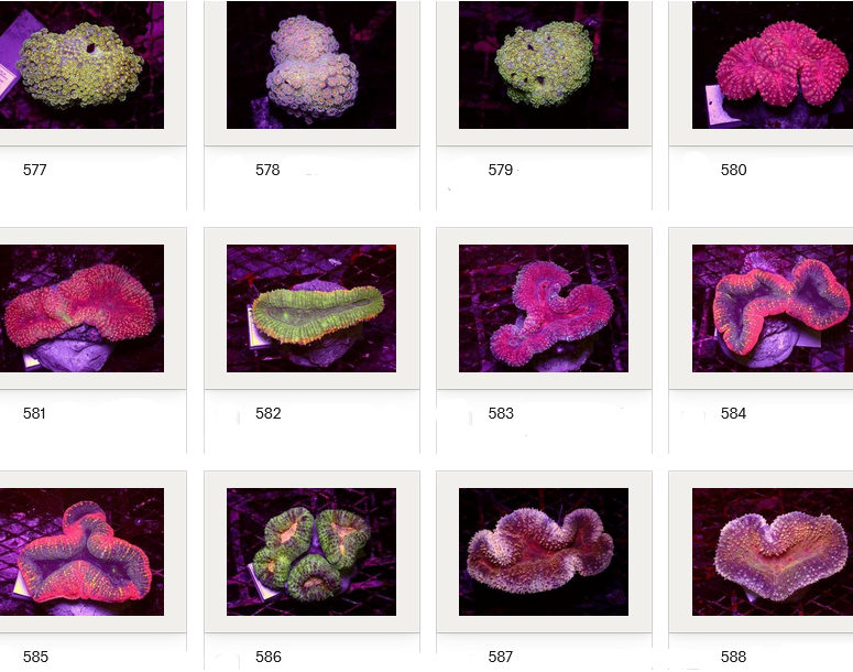 Kupang Corals