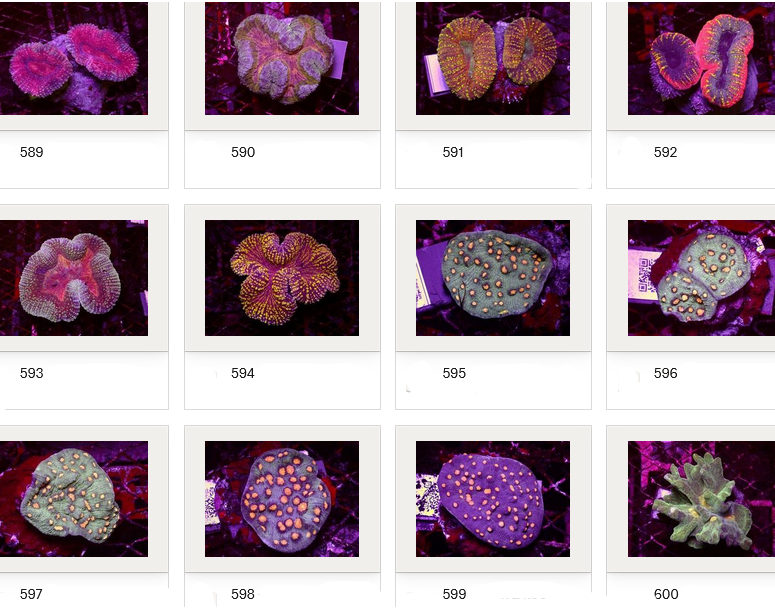 Kupang Corals