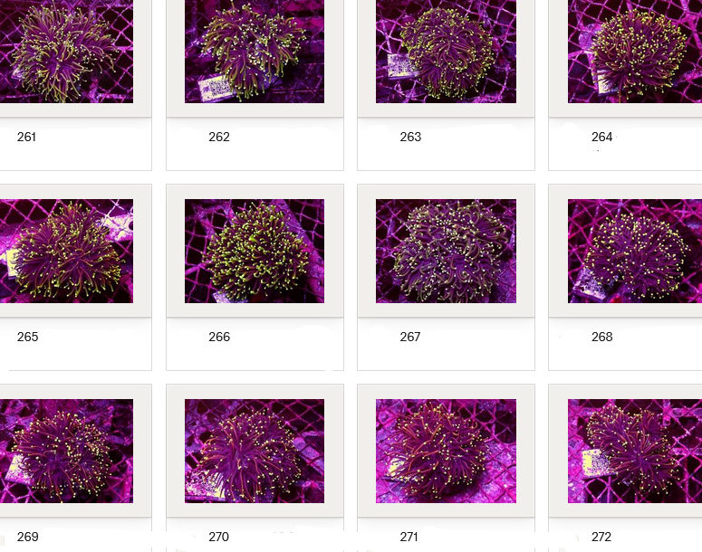Kupang Corals