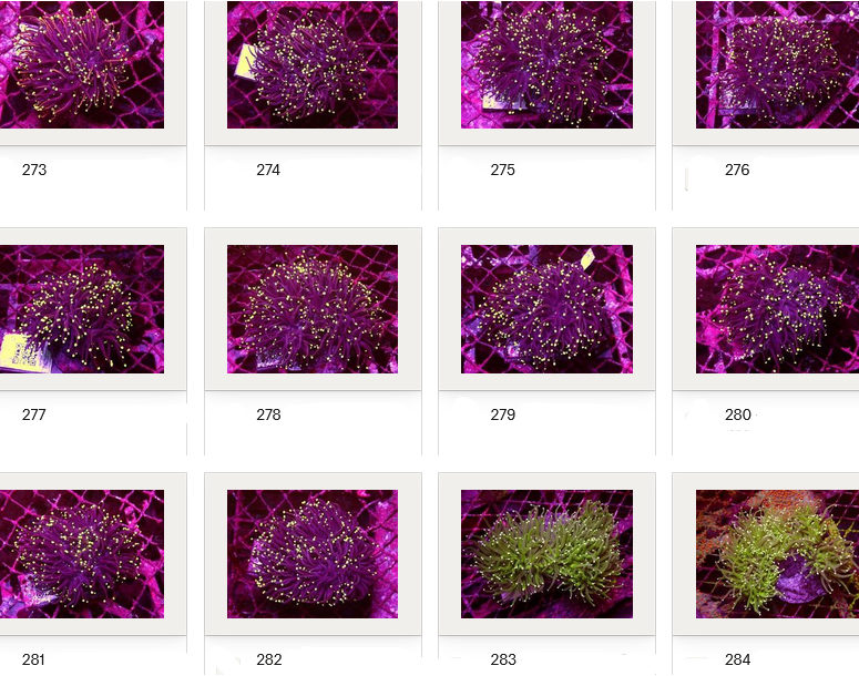 Kupang Corals