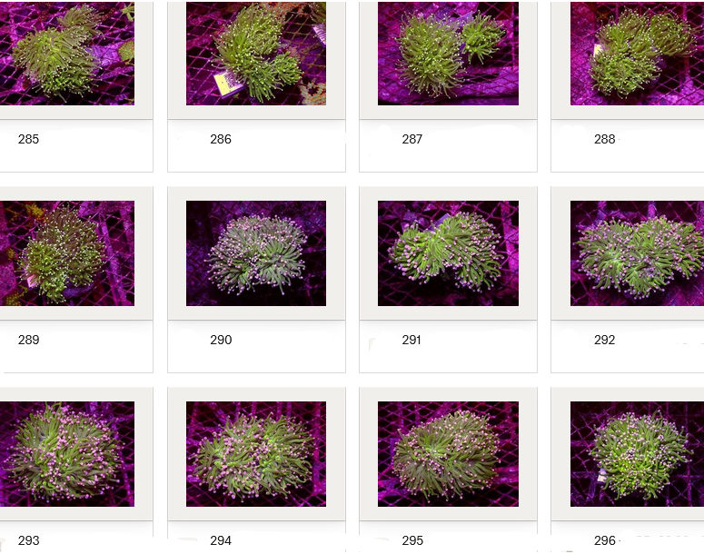 Kupang Corals