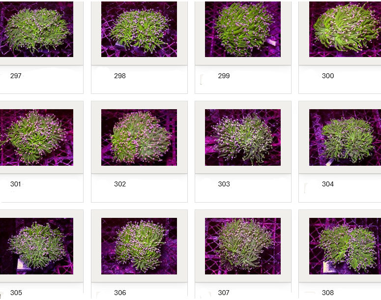 Kupang Corals
