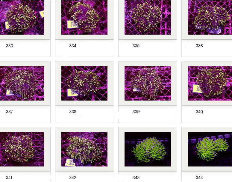 Kupang Corals