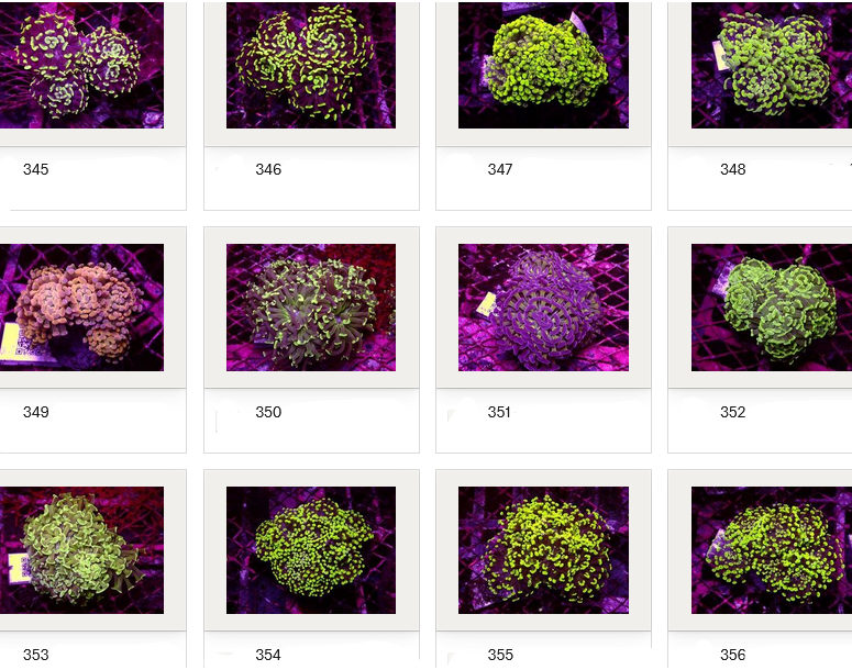 Kupang Corals