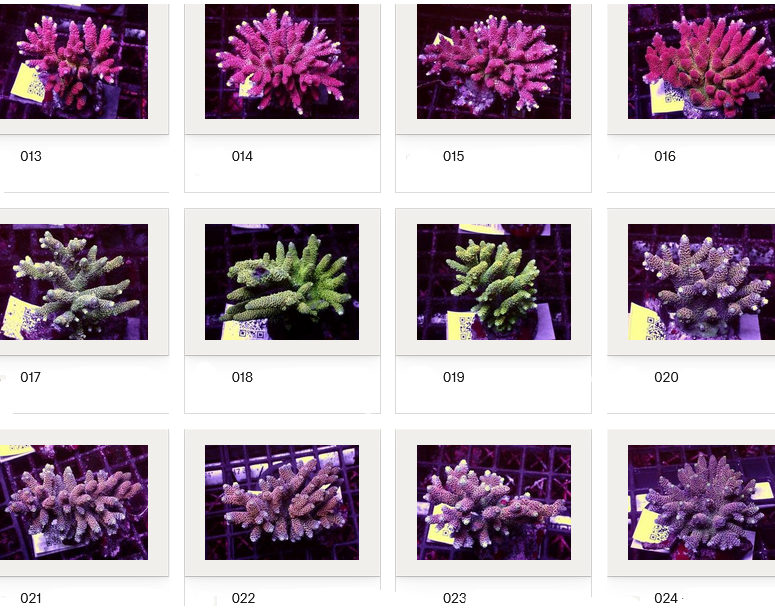 Kupang Acropora