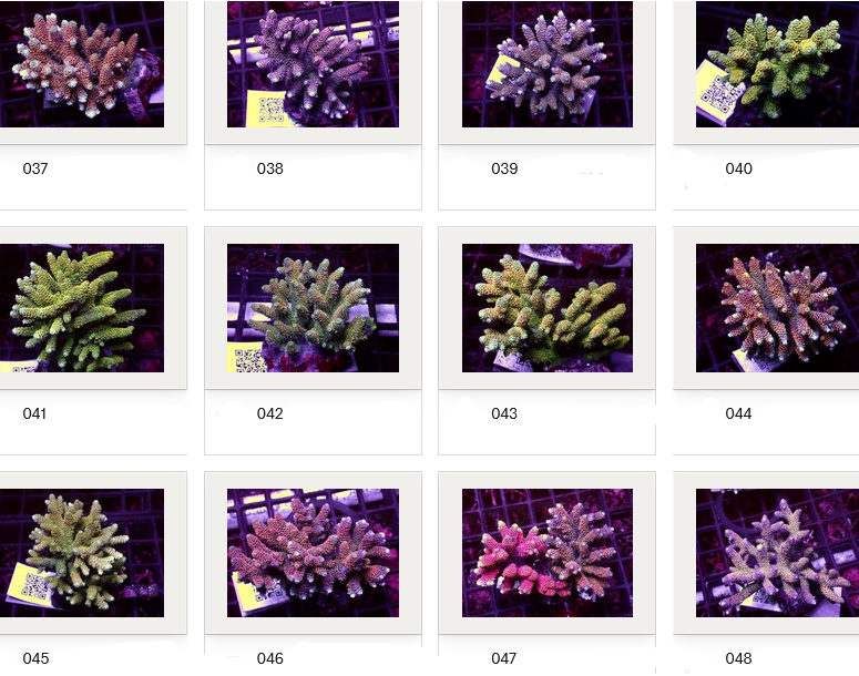 Kupang Acropora