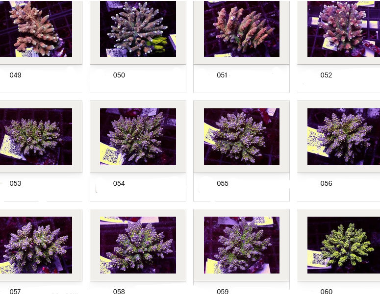 Kupang Acropora