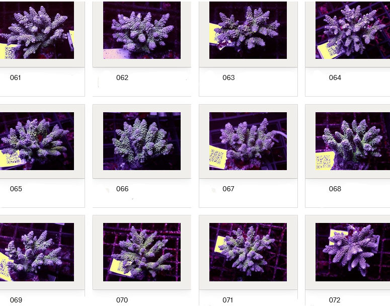 Kupang Acropora