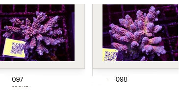 Kupang Acropora