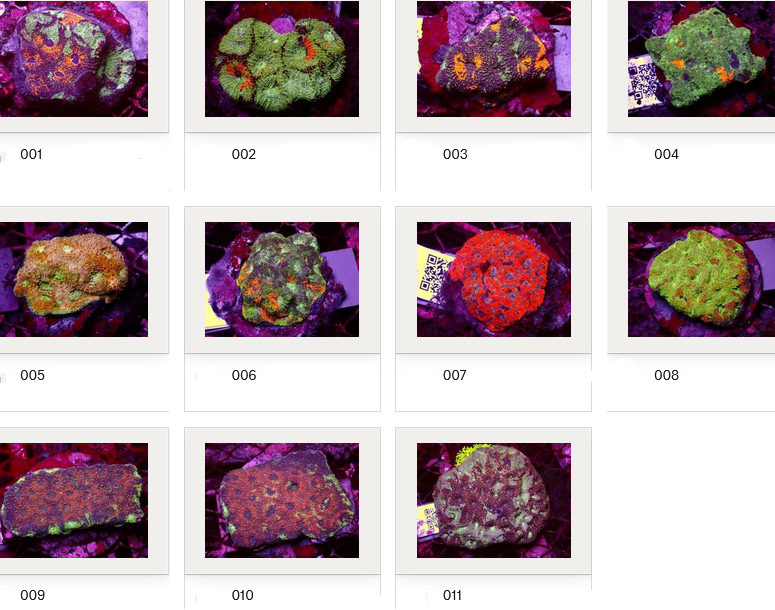 Kupang Corals