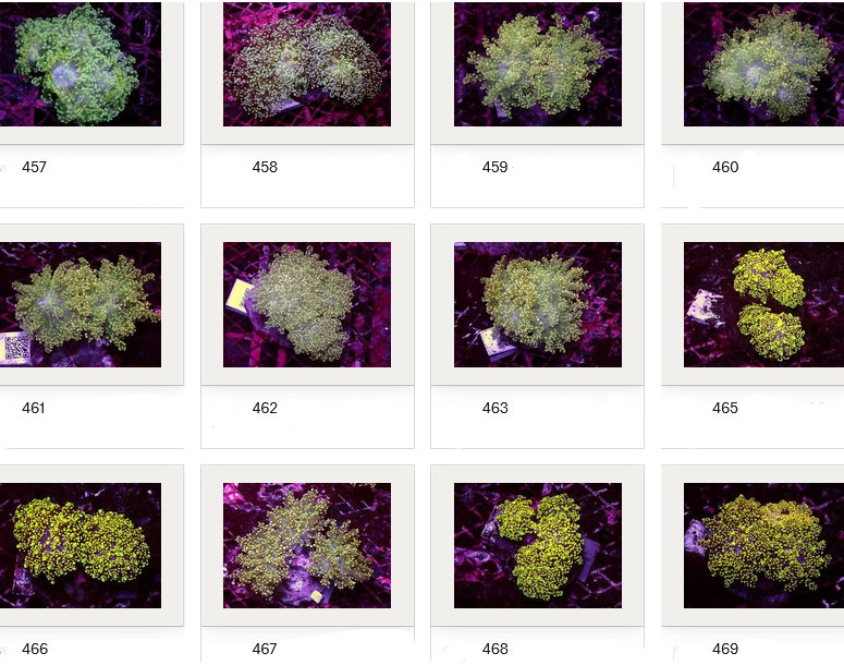 Kupang Corals